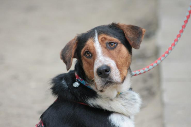 Bild 6: Für Ramos suchen wir ein liebevolles und schönes Zuhause, das ihm die Geborgenheit bietet, die er verdient.