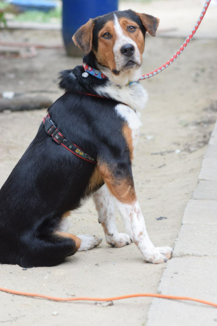 Bild 11: Für Ramos suchen wir ein liebevolles und schönes Zuhause, das ihm die Geborgenheit bietet, die er verdient.