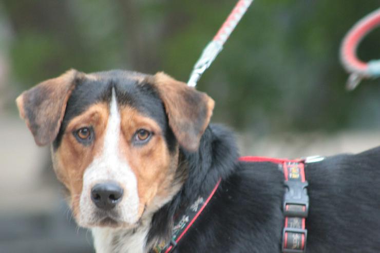 Bild 3: Für Ramos suchen wir ein liebevolles und schönes Zuhause, das ihm die Geborgenheit bietet, die er verdient.