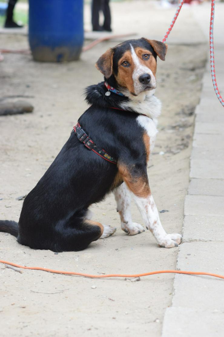 Bild 4: Für Ramos suchen wir ein liebevolles und schönes Zuhause, das ihm die Geborgenheit bietet, die er verdient.