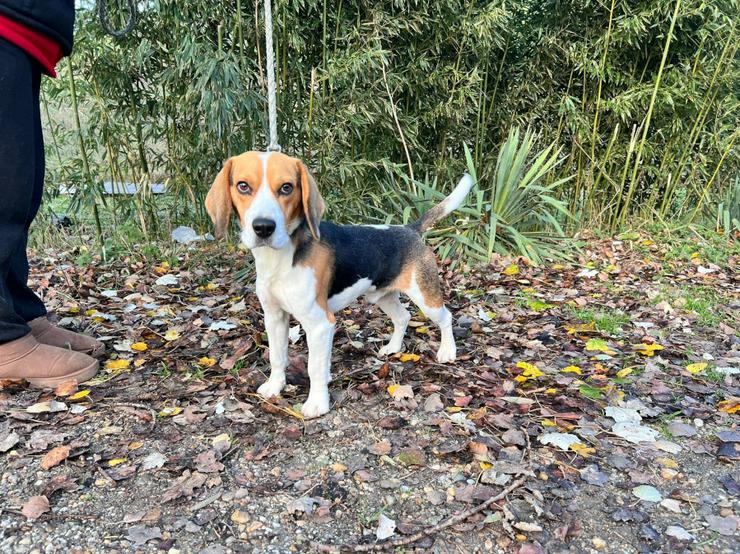 Bild 3: Für Basti wird ein liebevolles Zuhause gesucht.