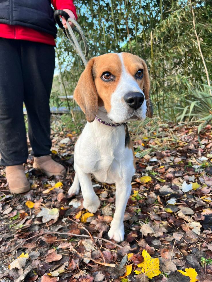 Bild 4: Für Basti wird ein liebevolles Zuhause gesucht.