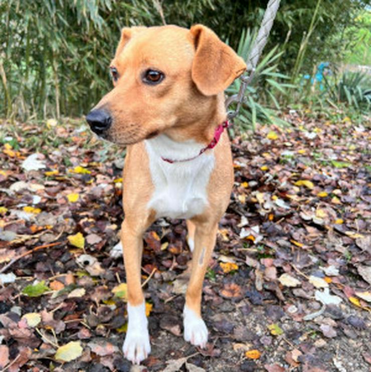 Bild 11: Wendy ist eine nette Mischlingshündin, die im November 2024 geboren wurde.