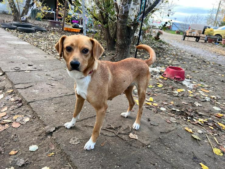 Bild 2: Wendy ist eine nette Mischlingshündin, die im November 2024 geboren wurde.