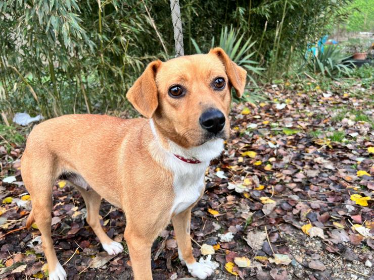 Wendy ist eine nette Mischlingshündin, die im November 2024 geboren wurde.