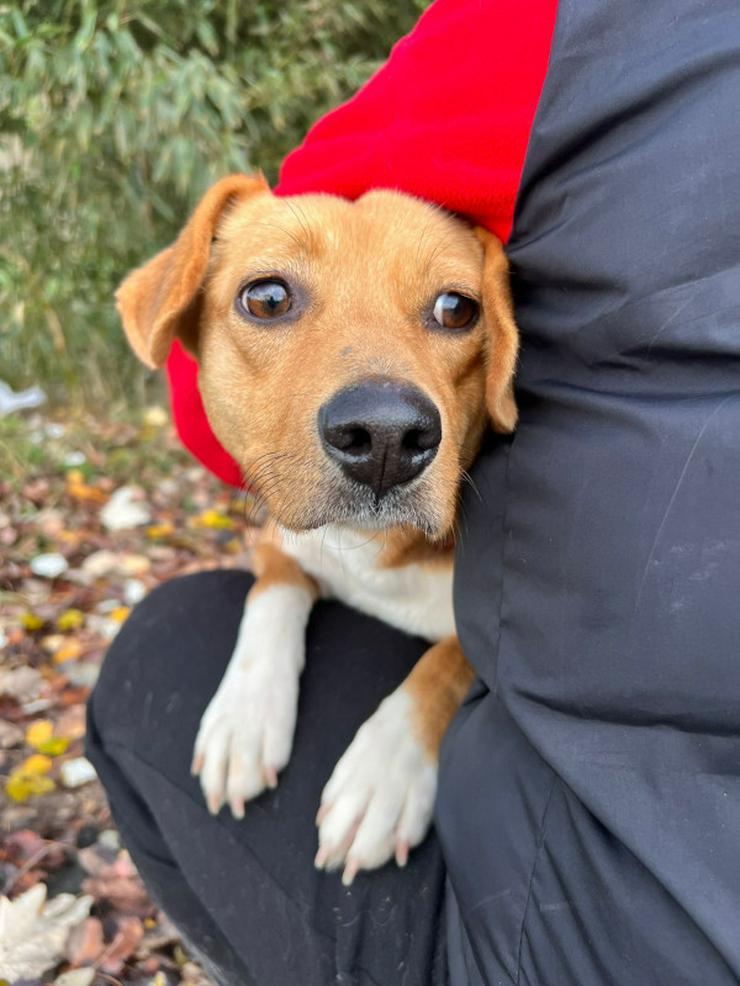 Bild 9: Wendy ist eine nette Mischlingshündin, die im November 2024 geboren wurde.