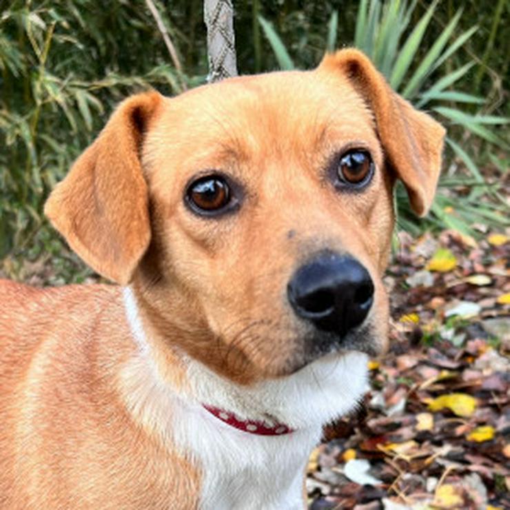 Bild 10: Wendy ist eine nette Mischlingshündin, die im November 2024 geboren wurde.