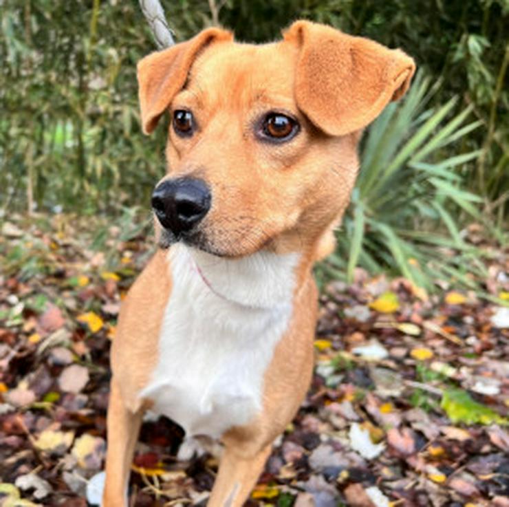 Bild 12: Wendy ist eine nette Mischlingshündin, die im November 2024 geboren wurde.