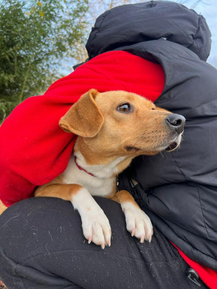 Bild 8: Wendy ist eine nette Mischlingshündin, die im November 2024 geboren wurde.