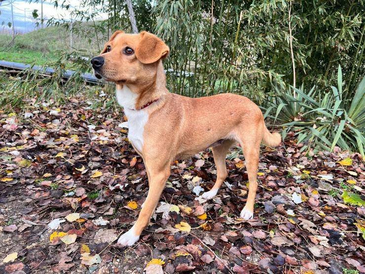 Bild 4: Wendy ist eine nette Mischlingshündin, die im November 2024 geboren wurde.