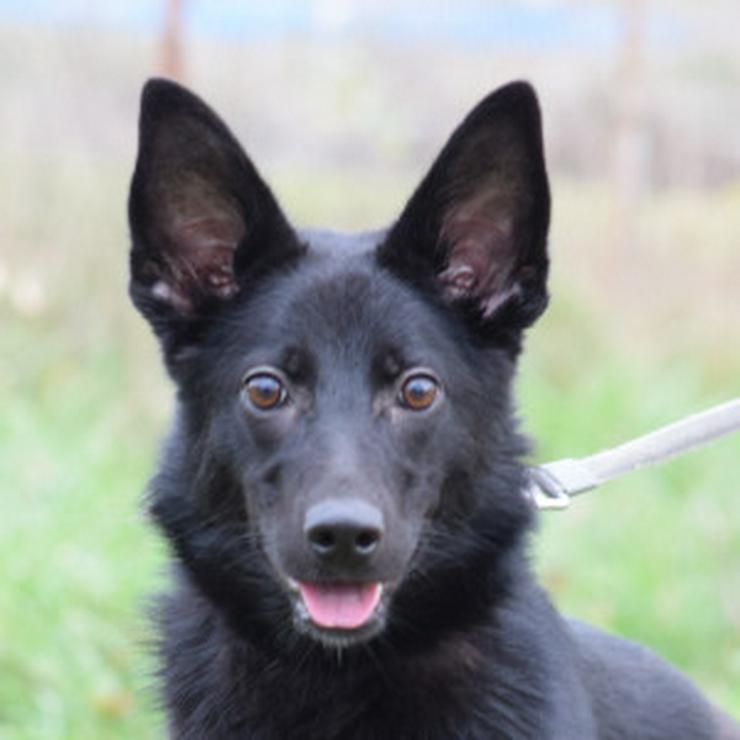 Bild 7: Chica ist eine wunderhübsche Schäferhund-Mischlingshündin.