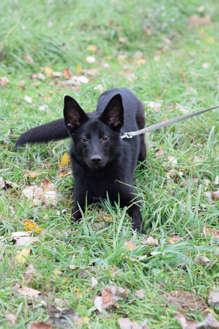 Bild 5: Chica ist eine wunderhübsche Schäferhund-Mischlingshündin.