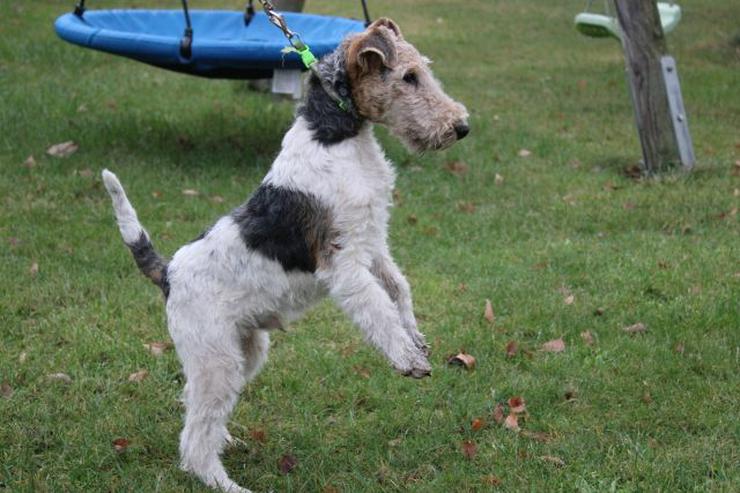 Drahthaar Foxterrier Rüde 4 Monate.