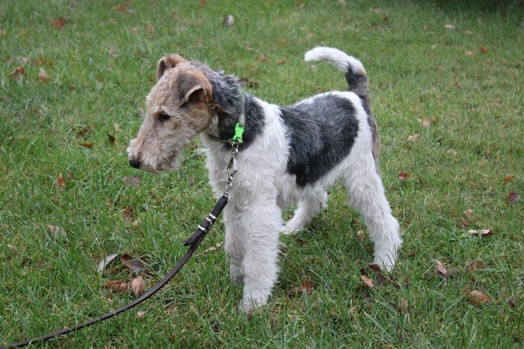 Bild 6: Drahthaar Foxterrier Rüde 4 Monate.