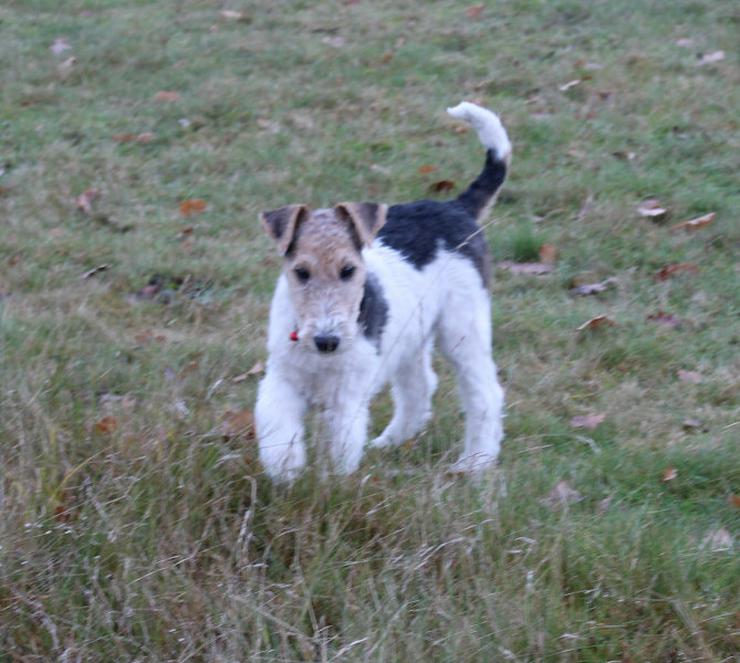 Bild 5: Drahthaar Foxterrier Rüde 4 Monate.