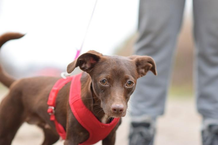 Bild 6: Honey ist eine bezaubernde Mischlingshündin, die im Juli 2024 geboren wurde. 