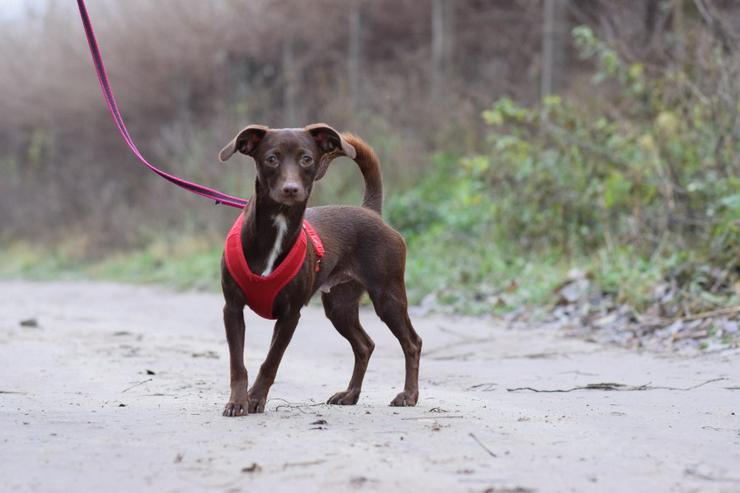 Bild 5: Honey ist eine bezaubernde Mischlingshündin, die im Juli 2024 geboren wurde. 