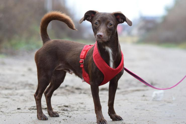 Bild 7: Honey ist eine bezaubernde Mischlingshündin, die im Juli 2024 geboren wurde. 