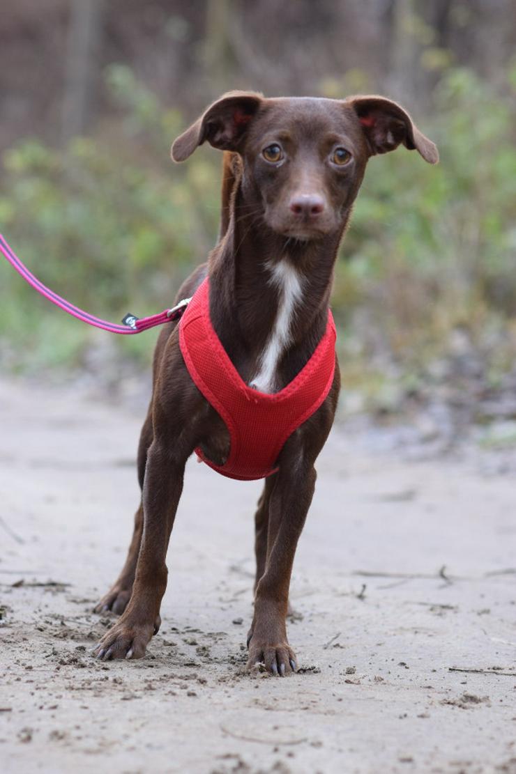 Bild 2: Honey ist eine bezaubernde Mischlingshündin, die im Juli 2024 geboren wurde. 