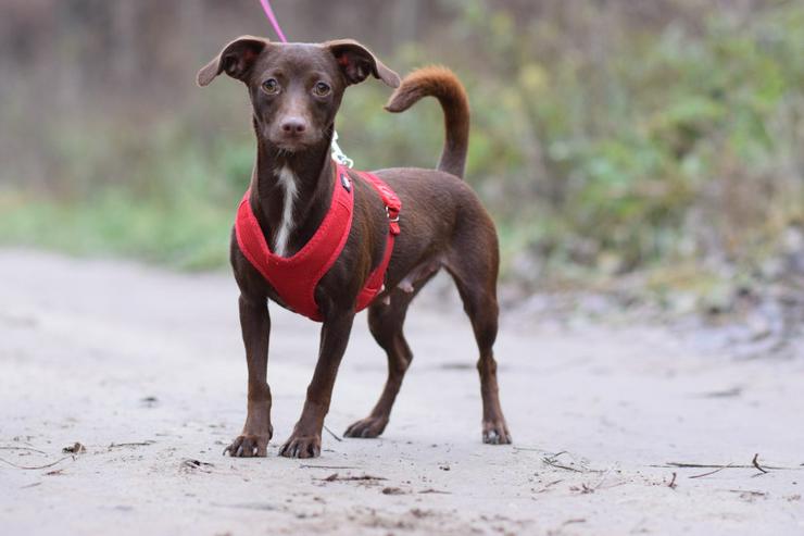 Bild 3: Honey ist eine bezaubernde Mischlingshündin, die im Juli 2024 geboren wurde. 