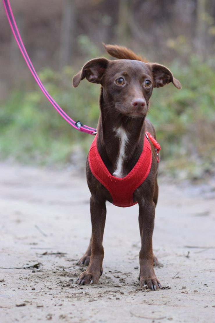 Honey ist eine bezaubernde Mischlingshündin, die im Juli 2024 geboren wurde. 