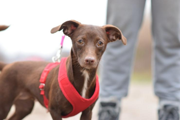 Bild 8: Honey ist eine bezaubernde Mischlingshündin, die im Juli 2024 geboren wurde. 