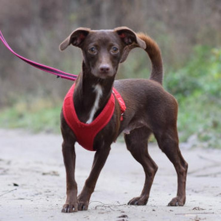 Bild 9: Honey ist eine bezaubernde Mischlingshündin, die im Juli 2024 geboren wurde. 