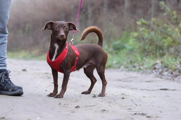 Bild 4: Honey ist eine bezaubernde Mischlingshündin, die im Juli 2024 geboren wurde. 