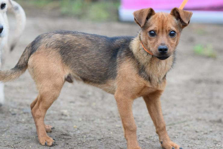 Bild 8: Rüde Freddy ist ein kleiner Mischling und wurde im September 2025 geboren.