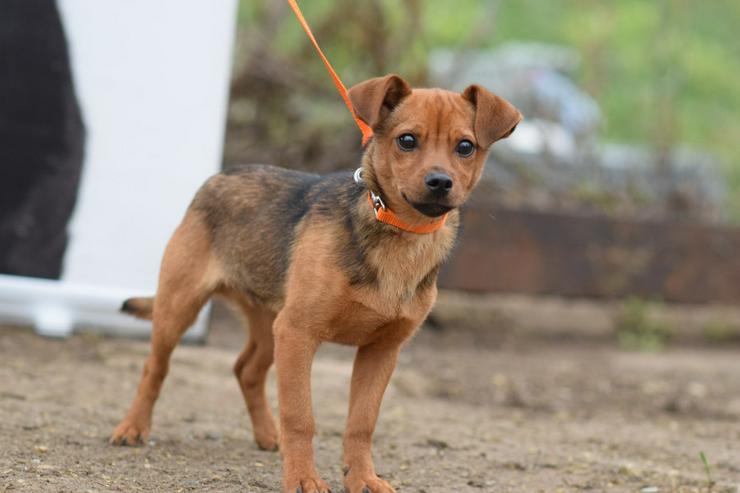 Bild 3: Rüde Freddy ist ein kleiner Mischling und wurde im September 2025 geboren.