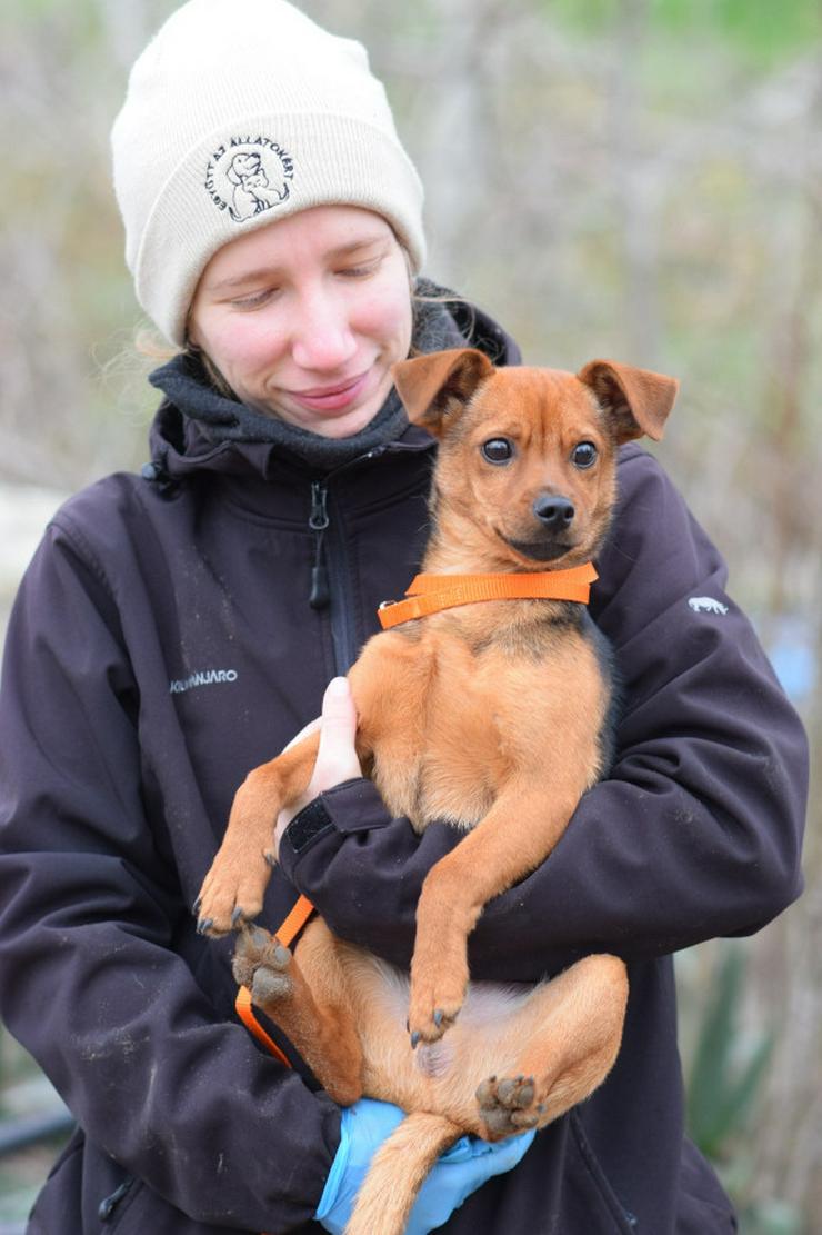 Bild 6: Rüde Freddy ist ein kleiner Mischling und wurde im September 2025 geboren.