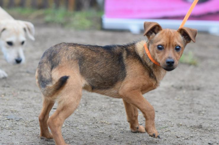 Bild 7: Rüde Freddy ist ein kleiner Mischling und wurde im September 2025 geboren.