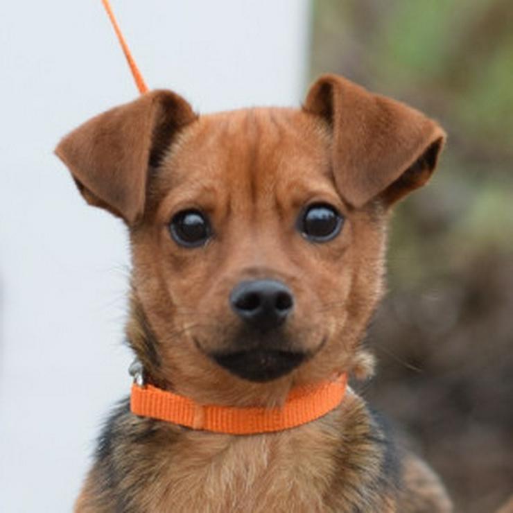 Bild 9: Rüde Freddy ist ein kleiner Mischling und wurde im September 2025 geboren.