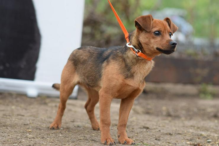 Bild 5: Rüde Freddy ist ein kleiner Mischling und wurde im September 2025 geboren.