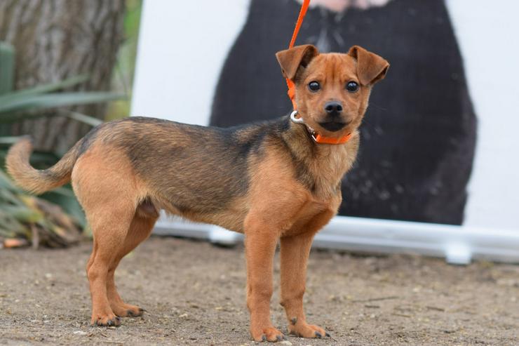Bild 4: Rüde Freddy ist ein kleiner Mischling und wurde im September 2025 geboren.
