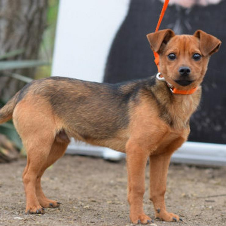Bild 10: Rüde Freddy ist ein kleiner Mischling und wurde im September 2025 geboren.