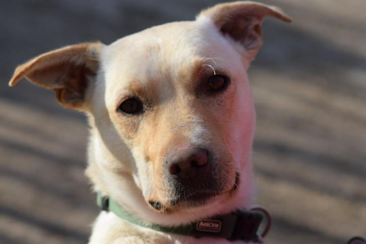    Rüde Lescó ist ein charmanter Mischling