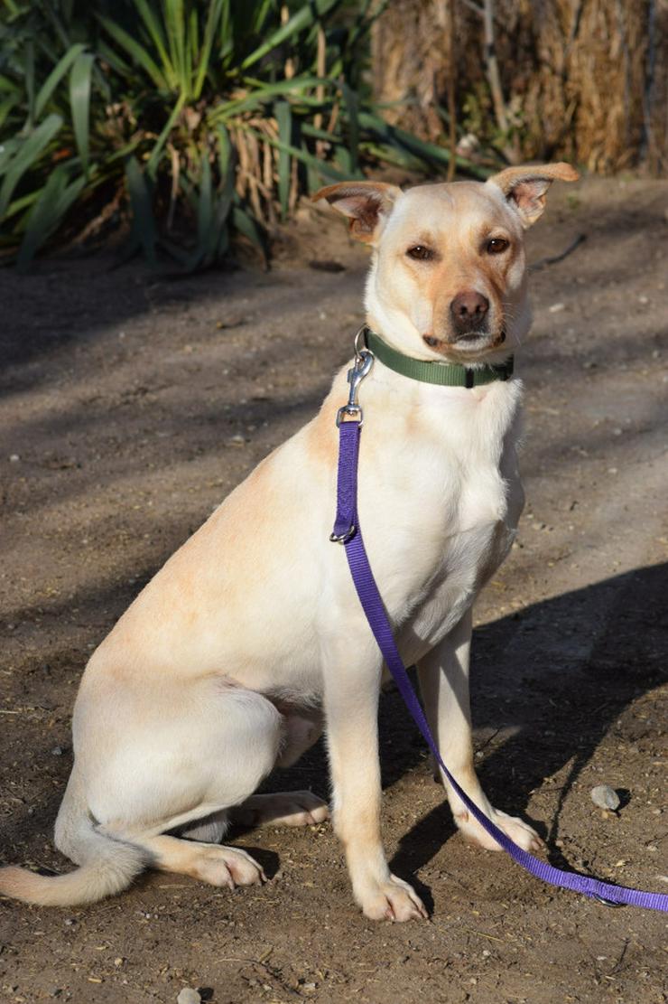 Bild 2:    Rüde Lescó ist ein charmanter Mischling