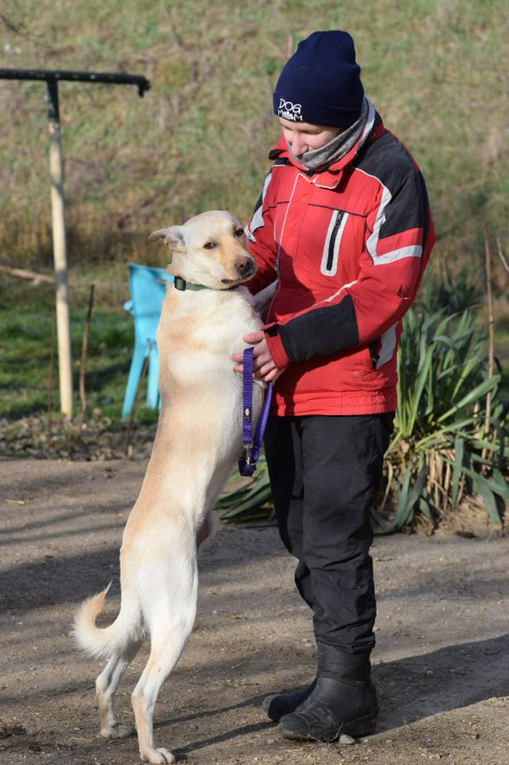 Bild 9:    Rüde Lescó ist ein charmanter Mischling