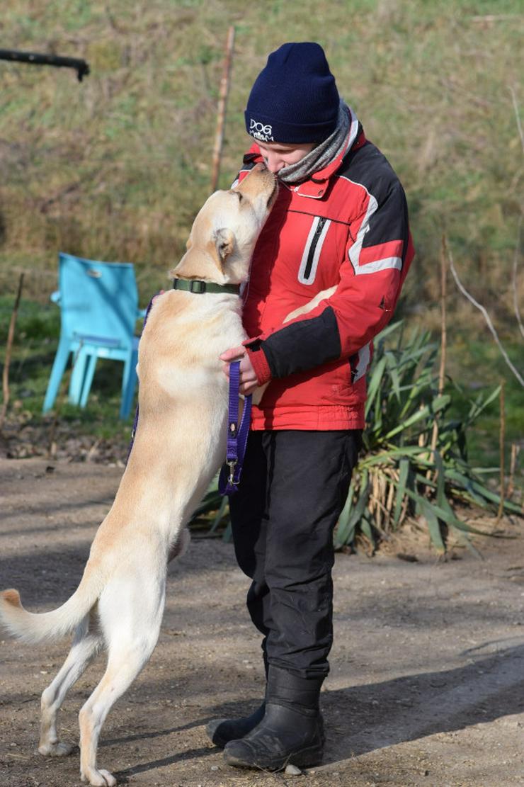 Bild 8:    Rüde Lescó ist ein charmanter Mischling
