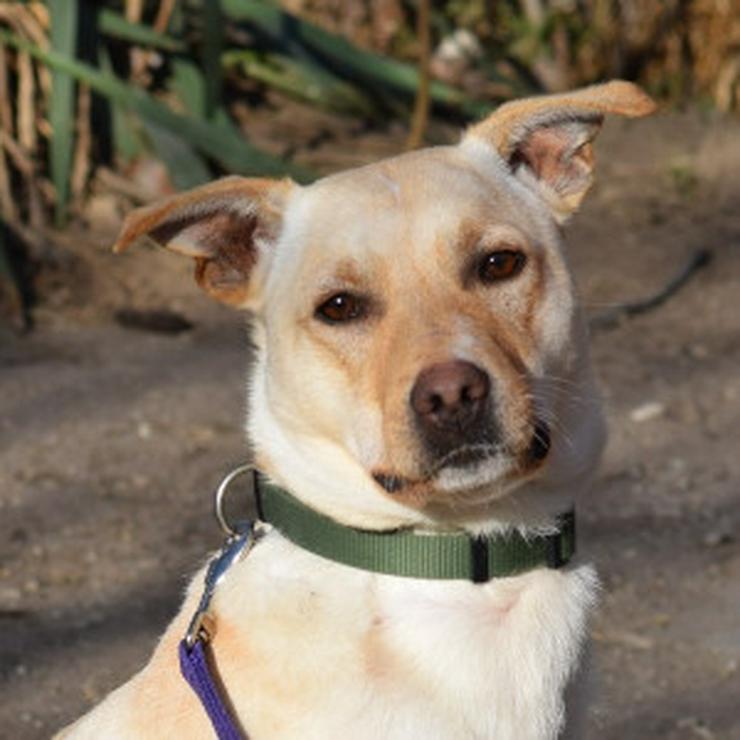 Bild 10:    Rüde Lescó ist ein charmanter Mischling