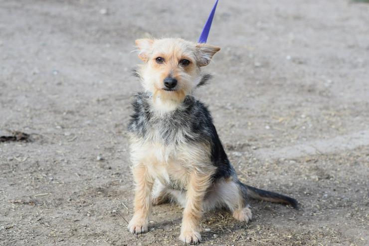 Bild 3: Lucia ist eine bezaubernde Hündin 🐶