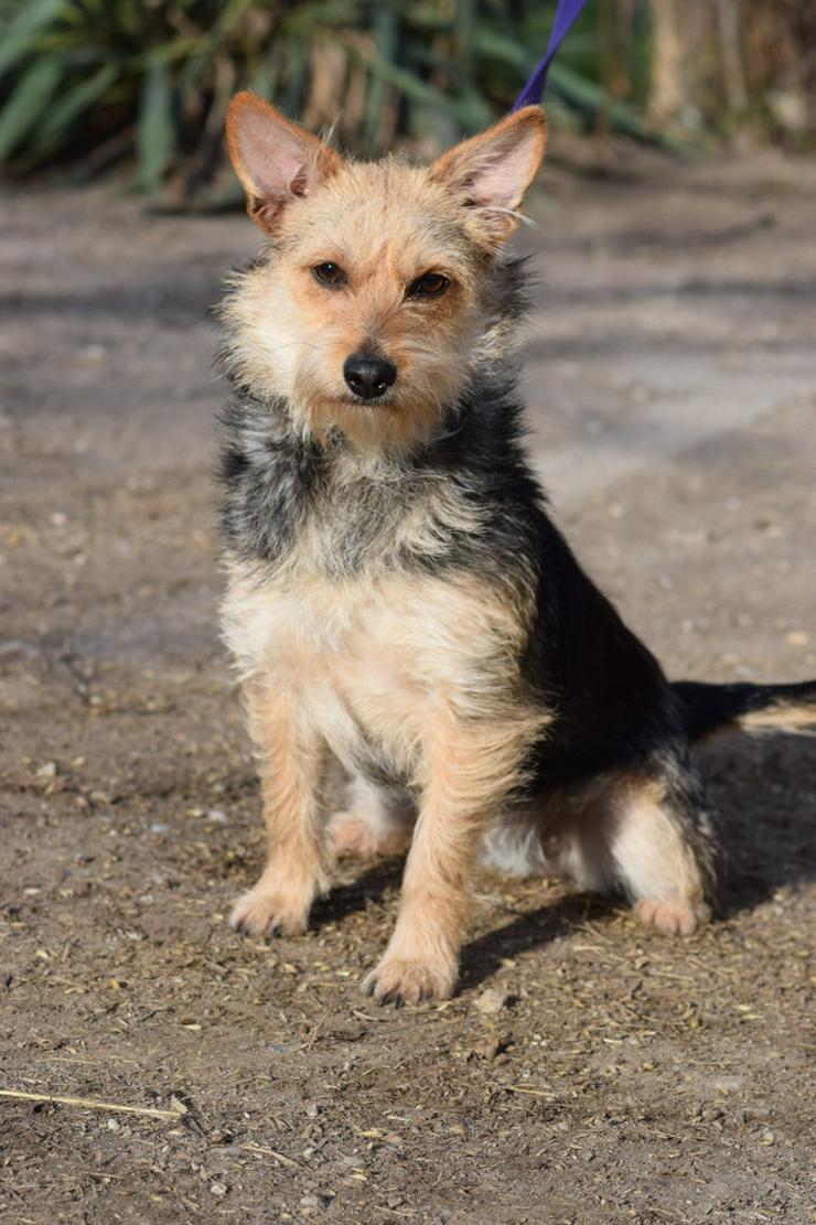 Lucia ist eine bezaubernde Hündin 🐶