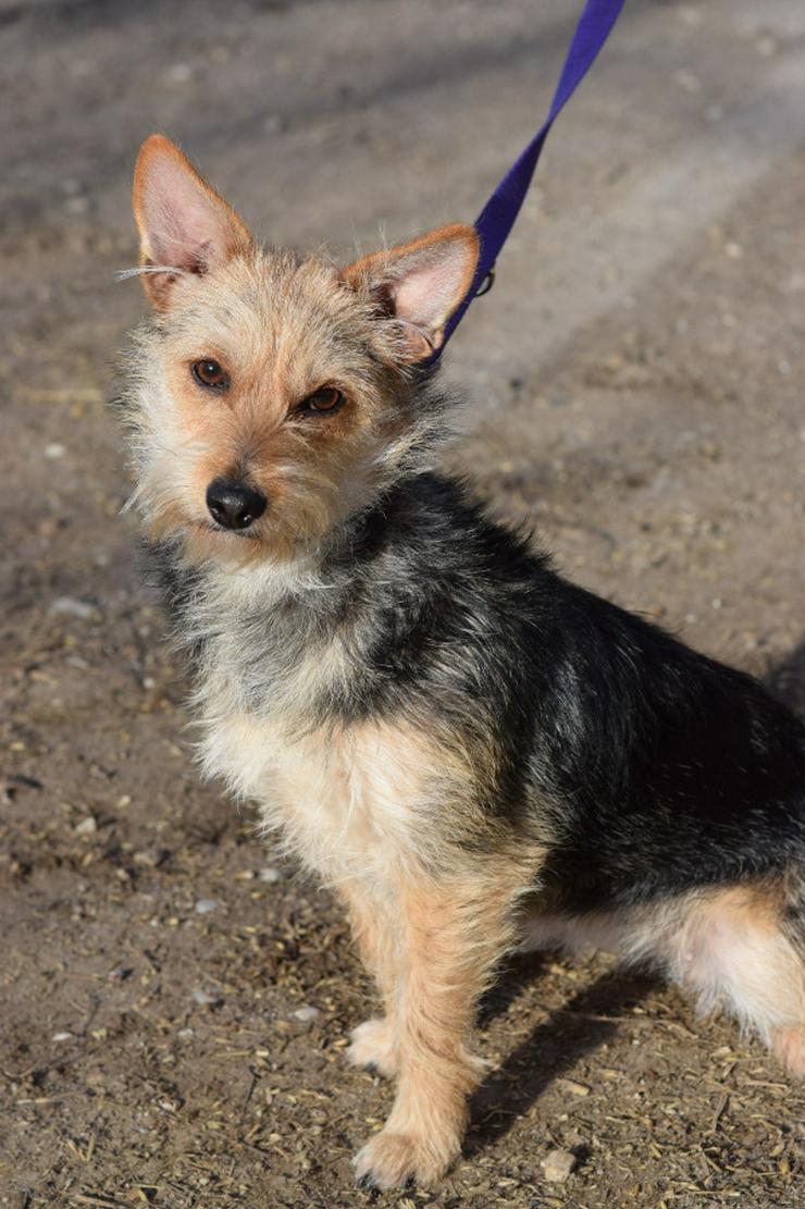 Bild 2: Lucia ist eine bezaubernde Hündin 🐶