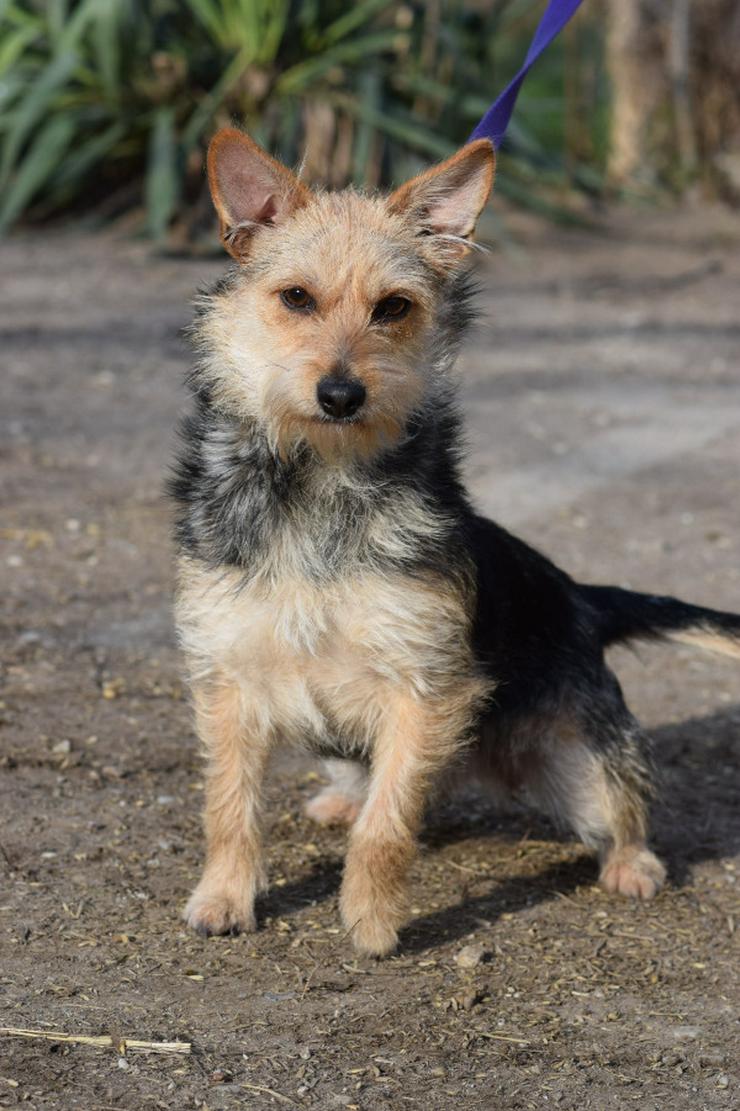 Bild 4: Lucia ist eine bezaubernde Hündin 🐶