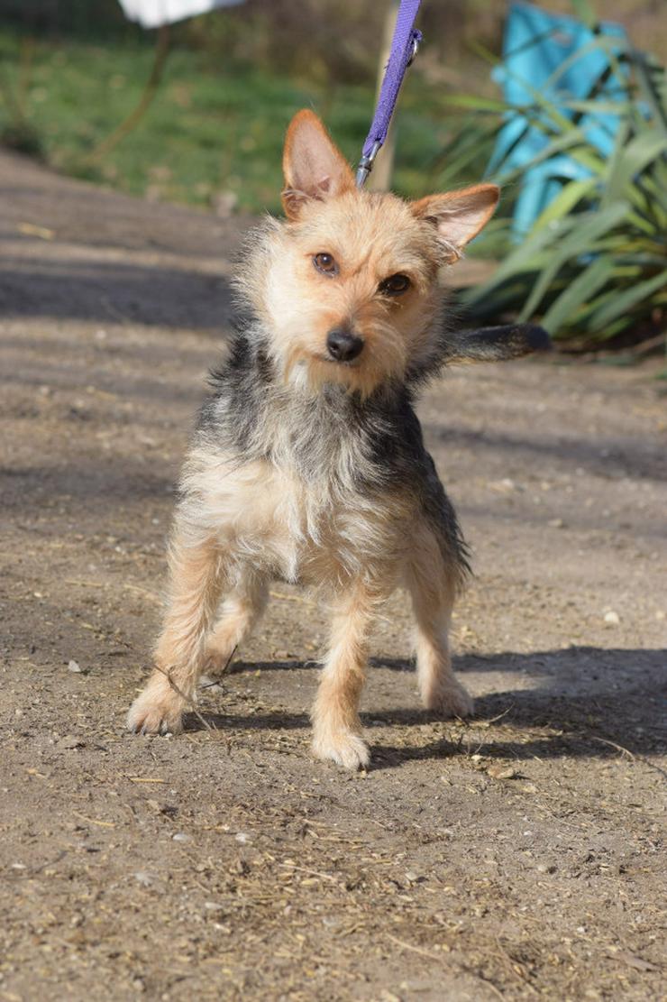 Bild 7: Lucia ist eine bezaubernde Hündin 🐶