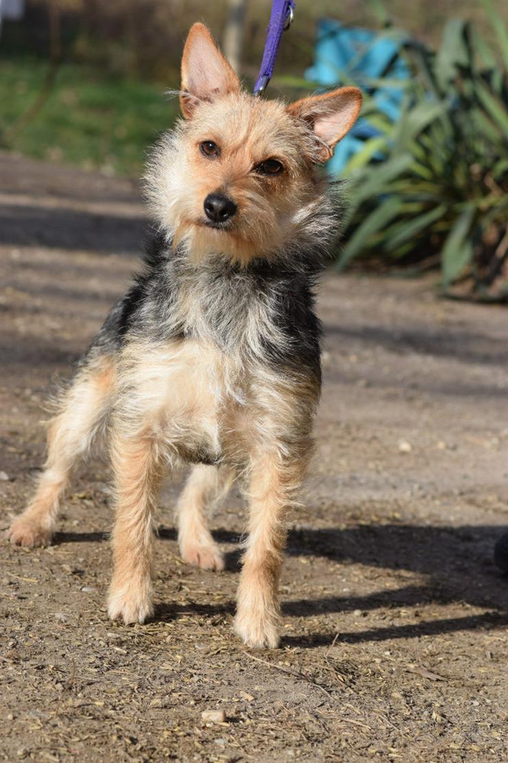 Bild 5: Lucia ist eine bezaubernde Hündin 🐶