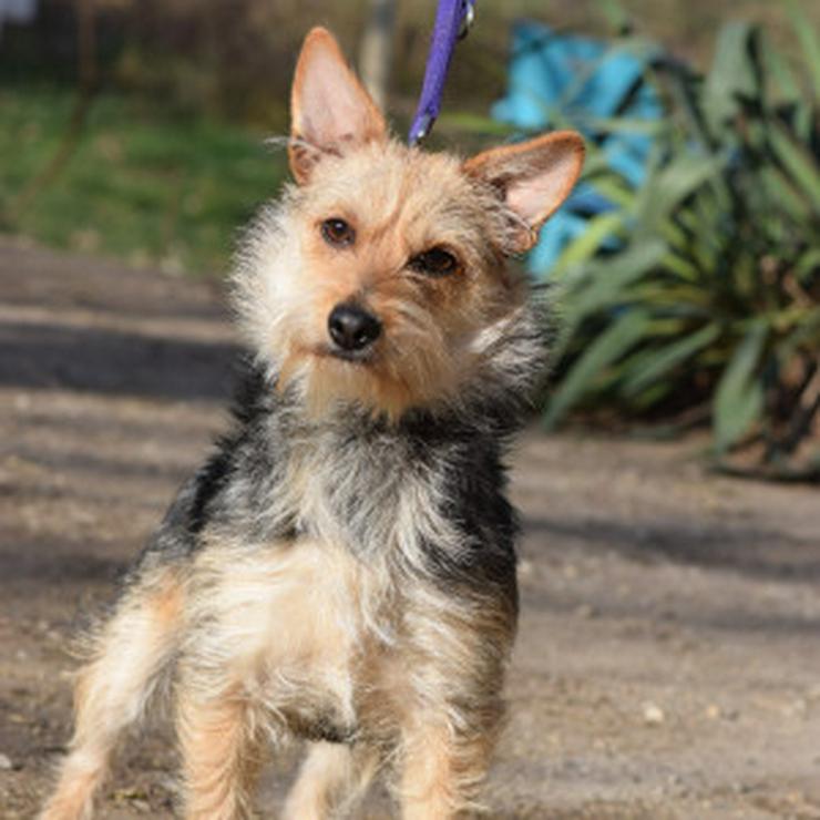 Bild 9: Lucia ist eine bezaubernde Hündin 🐶