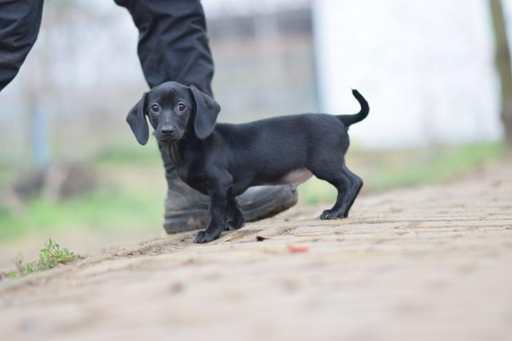 Bild 5: Neo ist ein kleiner Rüde, der ein liebevolles neues Zuhause sucht.