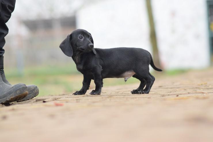 Bild 6: Neo ist ein kleiner Rüde, der ein liebevolles neues Zuhause sucht.